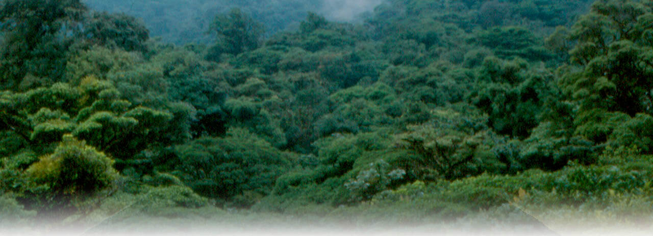 Monsun tropika hutan Hutan gugur